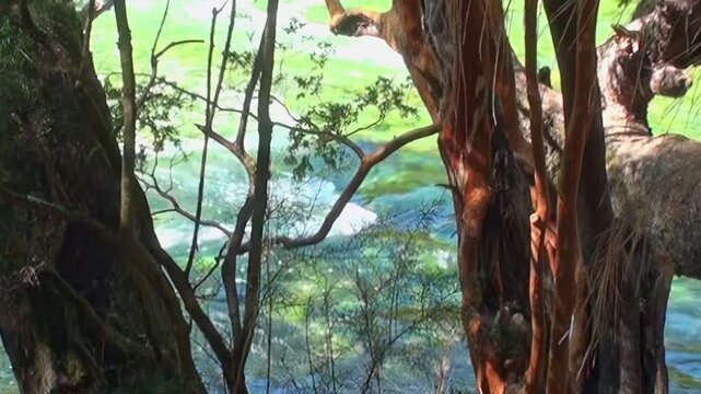 A stone statue of a horse stands sentinel beside a rapid river, embraced by ancient trees in a lush, flourishing forest during the sun-drenched hours of the day.