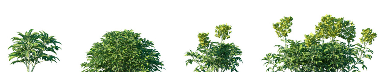 Set of Helleborus argutifolius (the holly-leaved hellebore, or Corsican hellebore) flowering frontal isolated png on a transparent background perfectly cutout high resolution © Viktoria