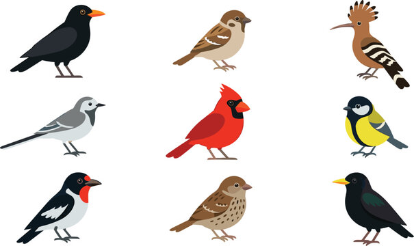 Cute bird vector collection featuring cardinal, sparrow, blackbird, hoopoe, swallow, and colorful garden wildlife illustrations