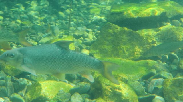 Underwater scene showing multiple fish swimming among rocks and pebbles, with green algae covering the stones in a clear freshwater environment