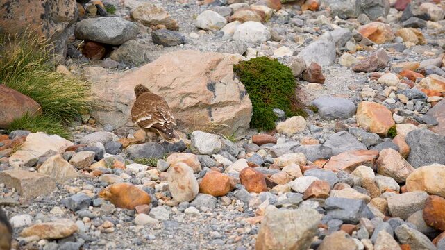 Detailed side footage of a brown mountain hawk perched among various rocks and pebbles, illustrating natural camouflage in the South American wilderness, a Chimango Caracara bird