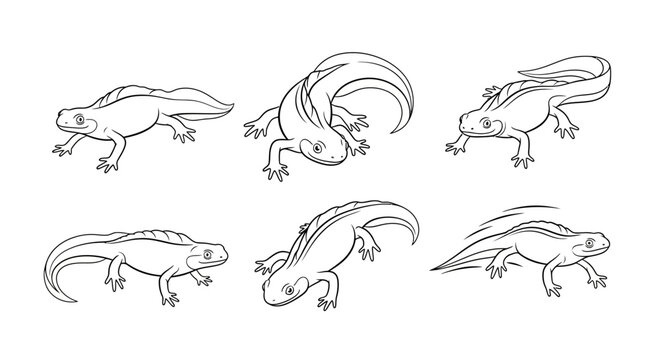 Set of Hand-Drawn Newt Poses in Various Action Movements