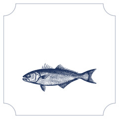 Obraz premium Vintage fish illustration isolated on white background, detailed engraving style seafood design seafood-label-fish-packaging