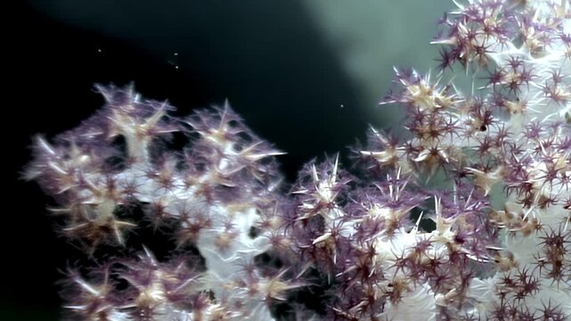 Glimpse delicate lavender polyps unfurling their starry crowns against a dark, mysterious backdrop. Witness the subtle, rhythmic pulsations of a living soft coral in its deep underwater realm.