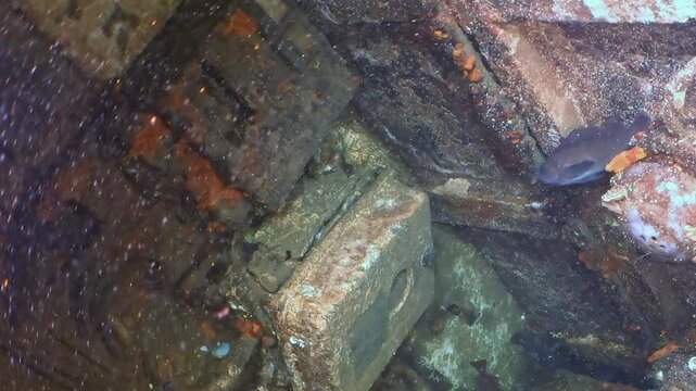 Exploring the silent, time-worn remnants of a deepwater structure in the Sea of Japan. Rust-colored textures and a lone fish reveal a hidden marine ecosystem.