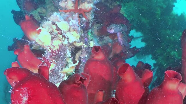 A captivating glimpse into the Sea of Japan reveals brilliant red sea squirts flourishing.