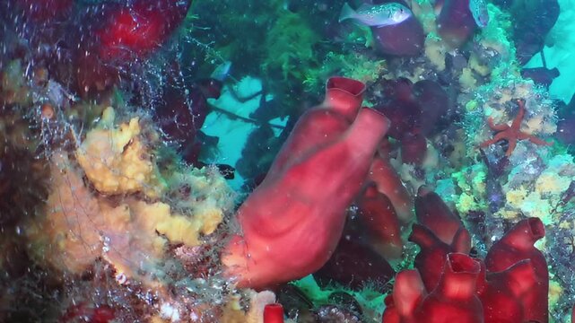 Discover an enchanting underwater realm in the Sea of Japan. Scarlet sea squirts pulse with life amidst a tapestry of yellow marine flora and a hidden starfish, revealing nature's vibrant artistry.