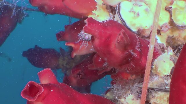 Observe vibrant red ascidians thriving in the clear blue waters of the Sea of Japan. Small fish dart among intricate coral and sponge formations, revealing a lively underwater tapestry.