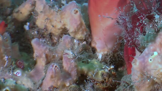Observe a master of disguise an incredible frogfish perfectly blends with vibrant corals and sponges.