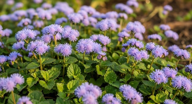 Soft Purple Floss Flower Blooming Among Green Foliage in Sunny Garden