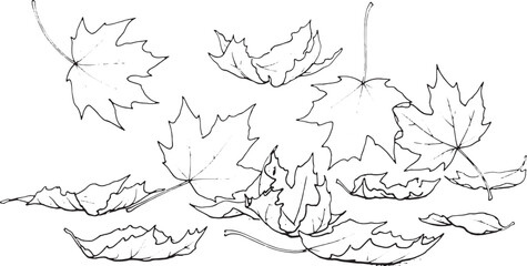 Obraz premium Black and white line maple leaves scattered