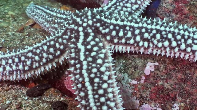 Witness captivating starfish with intricate patterns slowly traversing rocky expanse of Sea of Japan. Its delicate presence illuminates ocean's mystical realm, revealing wonders of deep.