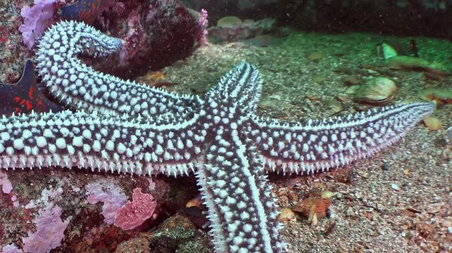 Witness a fascinating spiny sea star as it gently stretches and curls an arm. This captivating creature explores the rocky seabed of the Sea of Japan, revealing its intricate patterned skin.