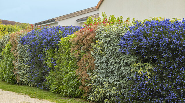 Ceanothe bleu dans une haie de v&eacute;g&eacute;taux vari&eacute;s	