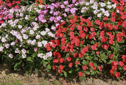 Massif d'impatiens de plusieurs couleurs