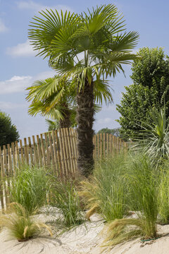 Ambiance de plantes m&eacute;diterran&eacute;enne