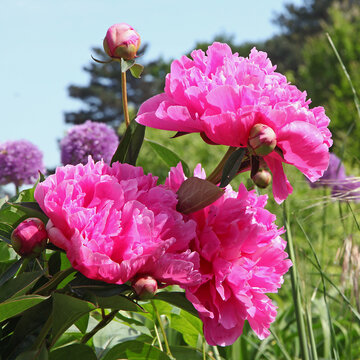 Pivoines roses au printemps	