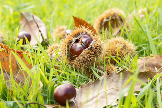 Ch&acirc;taignes tomb&eacute;es dans l'herbe