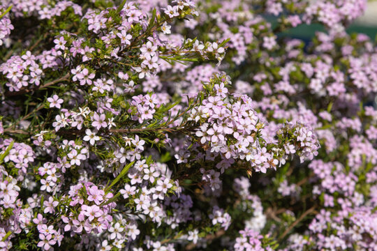 Coleonema pulchrum en fleurs	