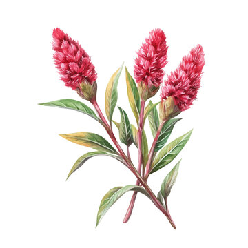 Celosia Branch, watercolor clipart showcasing whimsical details and harmonious color flow, isolated on a white background.