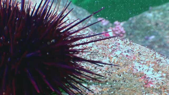 Explore the enchanting seafloor of the Sea of Japan. A magnificent purple sea urchin firmly grips its rocky perch, a silent sentinel in the deep blue expanse. Experience its vibrant world.