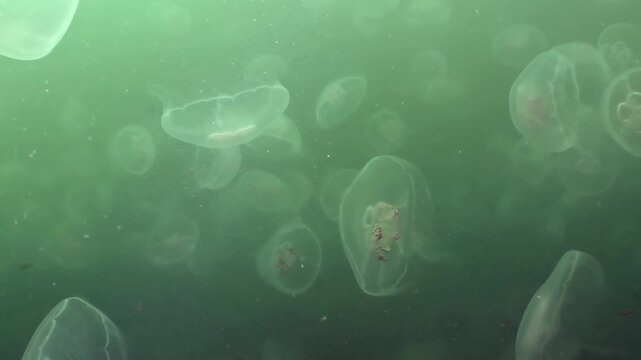 Drifting through the calm, emerald expanse of the Sea of Japan, a vast assembly of ethereal jellyfish gently moves. Their translucent bodies shimmer with an otherworldly glow.