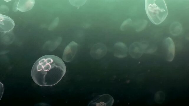 Delicate moon jellyfish gracefully navigate vast, emerald depths of Sea of Japan. Watch these otherworldly creatures shimmer and float, creating truly enchanting aquatic dance in their natural habitat