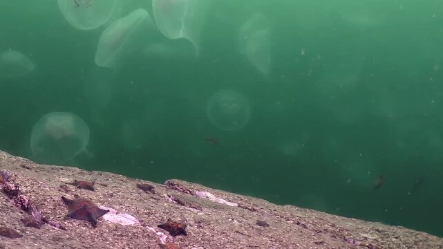 Ghostly jellyfish gracefully drift past rugged rocky seafloor in tranquil depths of Sea of Japan. Their translucent bodies pulse rhythmically, creating mesmerizing spectacle in underwater world.
