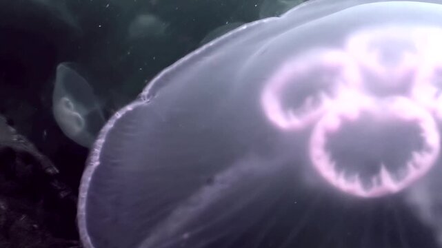 Witness the serene spectacle of numerous translucent moon jellyfish gently pulsating and drifting through the mysterious dark waters of the Sea of Japan, an ethereal aquatic ballet.