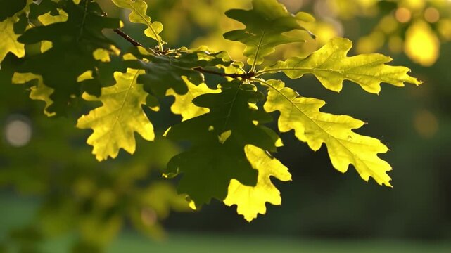 Oak leaf branch with green foliage sunlight spring forest nature background, shallow depth of field, warm light, soft bokeh, outdoor scene, sunlit oak branch with golden green leaves and backlit