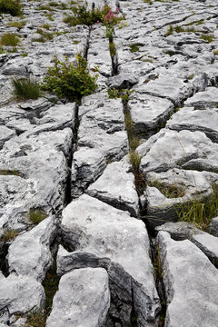 Resilient Flora Thriving Amidst Cracked Limestone Pavement