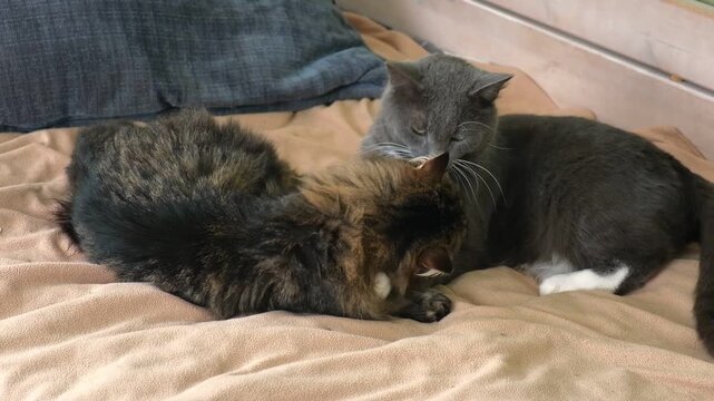 Two cats cuddling on white blanket at home. Cute domestic striped friendly cats. 2 sleepy kittens washing comfortably. Family couple feline resting together. Happy tabby beautiful pets in love hugging