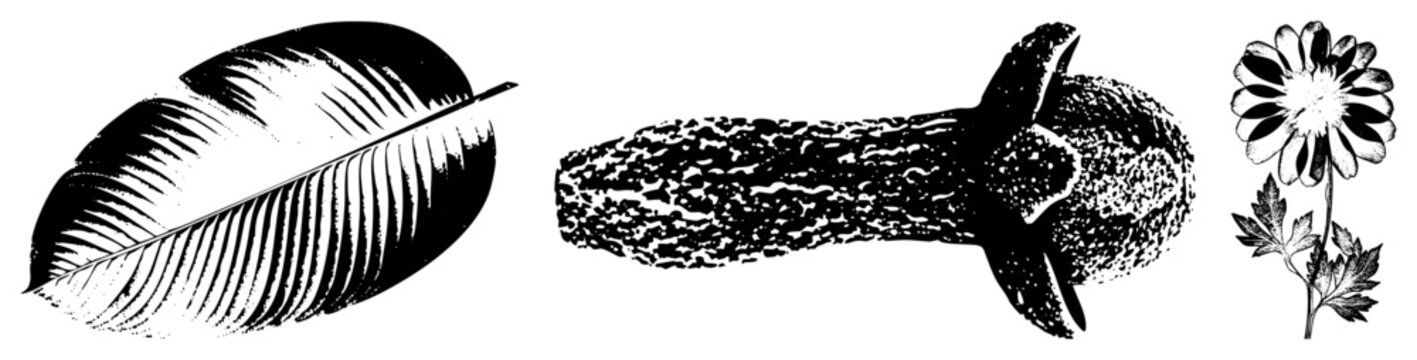 Stylized leaf, bumpy squash/marrow, cheerful daisy with halftone grit. Rustic garden for organic branding, nature journals, farmhouse decor.