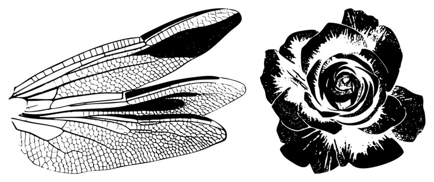 Delicate dragonfly wings with fine veining beside a blooming rose, in stark. Dragonfly, called &ldquo;darning,&rdquo; pairs with &ldquo;love flower&rdquo; a romantic symbol. Ideal for nature designs needi