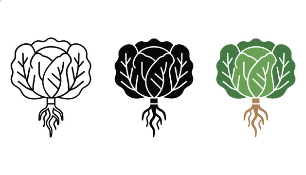 Fresh green cabbage with visible root system in three distinct vector icon styles representing healthy organic vegetable produce