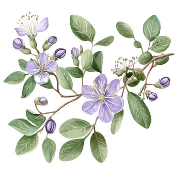 watercolor of Caper Flower Branch illustration graphic, isolated on a white background.