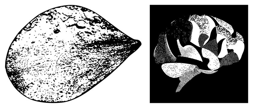 Dotted brain & teardrop seed pod in halftone, blending &ldquo;gray matter&rdquo; with &ldquo;nature&rsquo;s capsule.&rdquo; Grainy texture adds grit to neural/botanical themes ideal for edgy bio or edu branding.