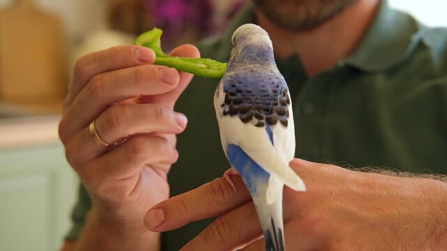 Budgerigar playing with handsome man. Budgie. Funny blue purple parakeet sitting on owner head. Cute violet tamed bird having fun with people. Friendship, relationship with Pets. Cute domestic animals