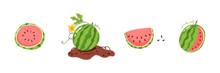 Watermelon set whole fruit slice and half with seeds illustration. Summer food collection object. Hand drawn vector nature graphic element. Red berry on ground © oksanagrytsyuk