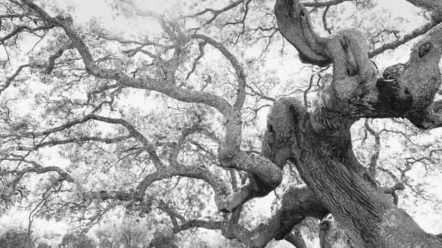Monumental holm oak in the Castro de La Mesa de Miranda and the La Osera necropolis in Chamartin. Province of Avila. Castile and Le&oacute;n. Spain. Europe
