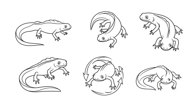 Set of Hand-Drawn Salamanders in Various Poses, Outline Illustration