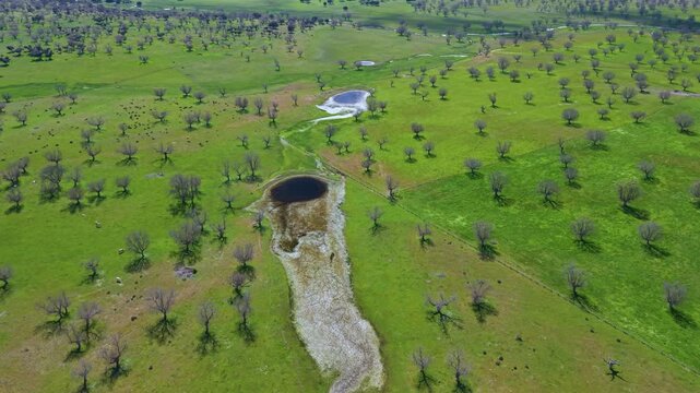 Aerial view from a drone of oak and gall oak woodlands in the Campo de Yeltes region of Salamanca province, Castile and Le&oacute;n, Spain, Europe