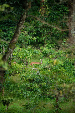 Chital also called spotted deer and axis deer
