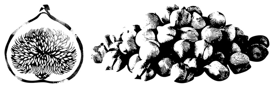 Vintage halftone vector of figs (brevas/higo) section & whole cluster with detailed seeds. Sweet &ldquo;nature&rsquo;s candy&rdquo; evokes rustic harvest, ideal for artisanal branding or food packaging.