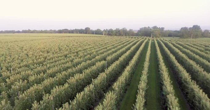 Early morning aerial view of green vineyards and peaceful landscape. Serene morning scene capturing orderly rows of vineyards bathed in gentle light with surrounding nature