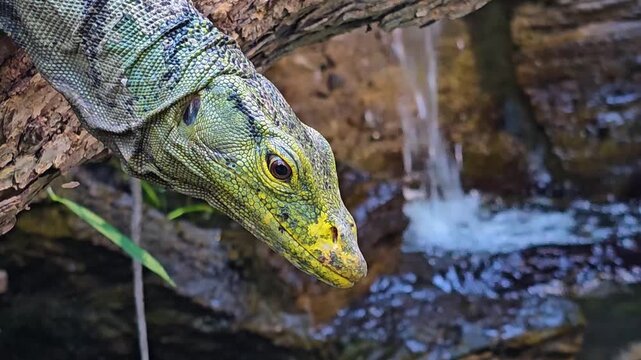 Close up of water lizard head looking around and resting on. a tree log beside a creek.