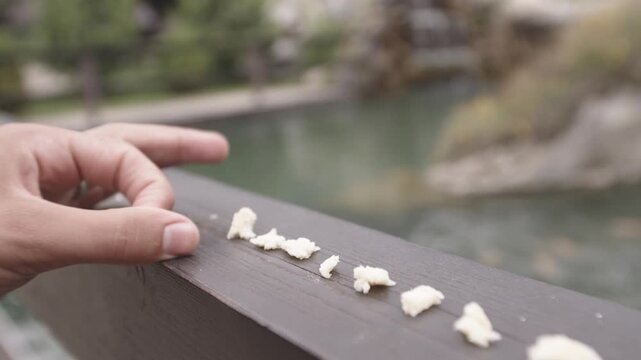 Crumbs scattered peacefully. Closeup of hands placing bread crumbs carefully. Scene depicting individual delicately dispersing bread bits along serene lakeside railing