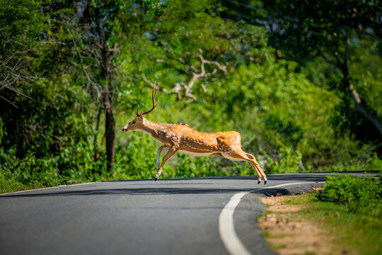 Chital also called spotted deer and axis deer