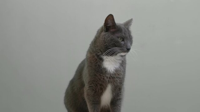 Cat Cleaning Itself By Licking on Gray Color Background. Cute Gray Feline Self-Grooming. Relax Time. Domestic Pet Video. Natural Behavior. Real Shot Kitty Licks its Muzzle Isolated. Goods for Pets