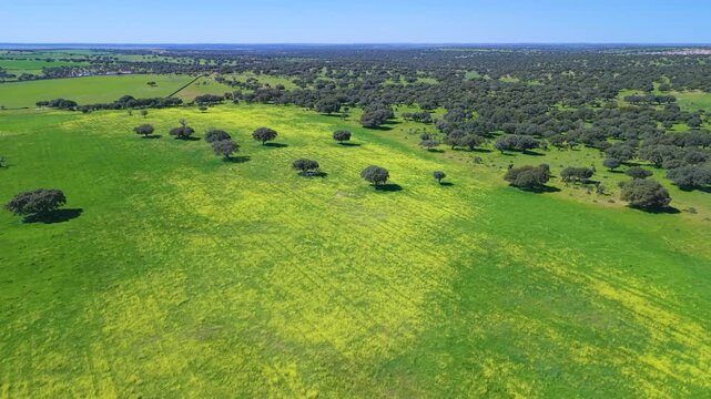 Aerial view from a drone of spring landscapes in the holm oak pastures of the Sayago region in the province of Zamora, Castile and Le&oacute;n, Spain, Europe